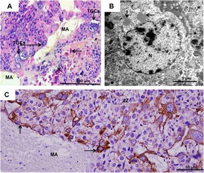 The trophoblast giant cells of cricetid rodents